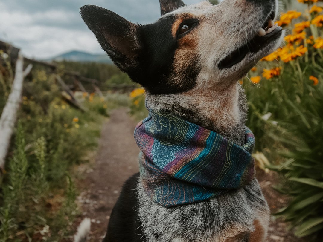 infinity dog scarves by pacific hound